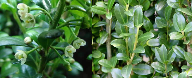 bloei en blaadjes van Ilex crenata